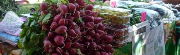 Farmer’s Markets Sprouting Up in Riviera Nayarit