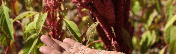 Eat local: Organic Select shares all about Amaranth
