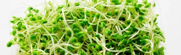 Organic Select’s Healthy Living Tips: Sprouts!