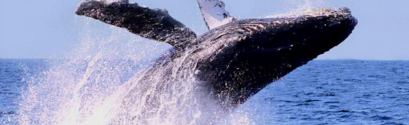 Whale-watching season in Riviera Nayarit