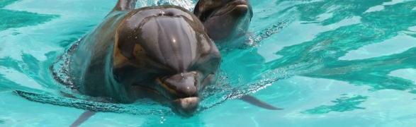 Vallarta Adventure’s welcomes baby dolphin Lulu!