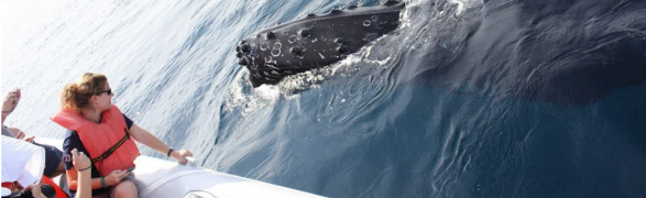 The whales are here! Humpbacks return to Punta Mita!