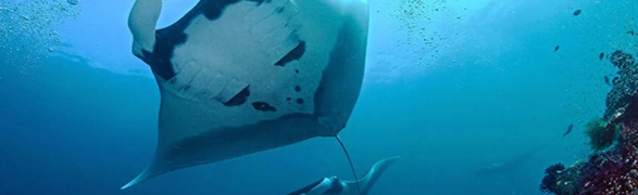 Guest post by Proyecto Manta: Manta Rays are not long-commuters